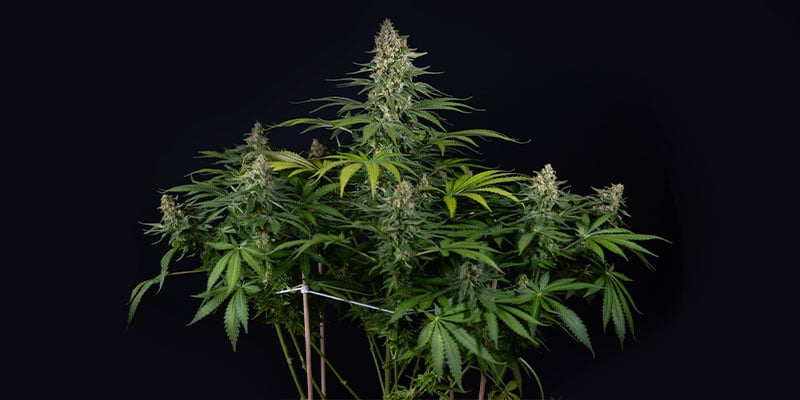 Cosmic Noodles (Zamnesia Seeds) Feminized