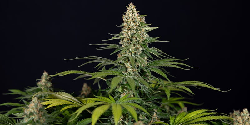 Cosmic Noodles (Zamnesia Seeds) Feminized