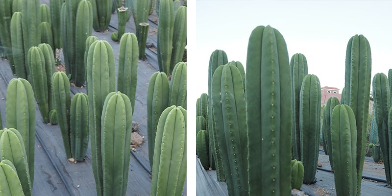 San Pedro XL