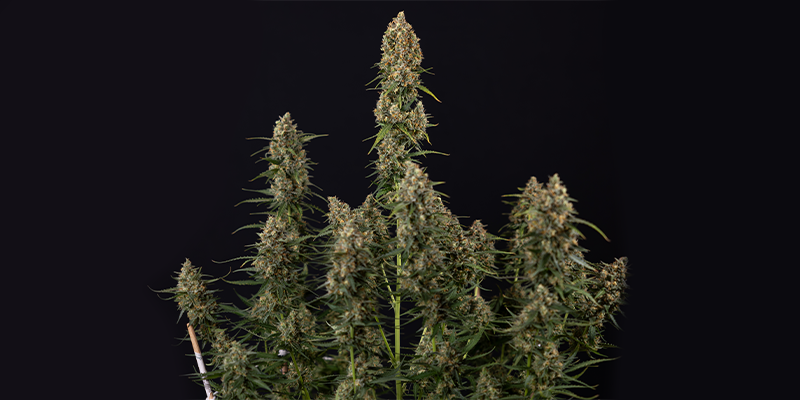 Sticky Beast Automatic (Zamnesia Seeds) feminized