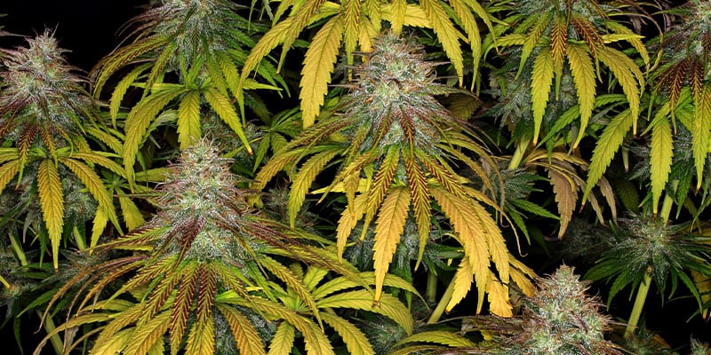 Larry Bird Kush - Zamnesia Seeds