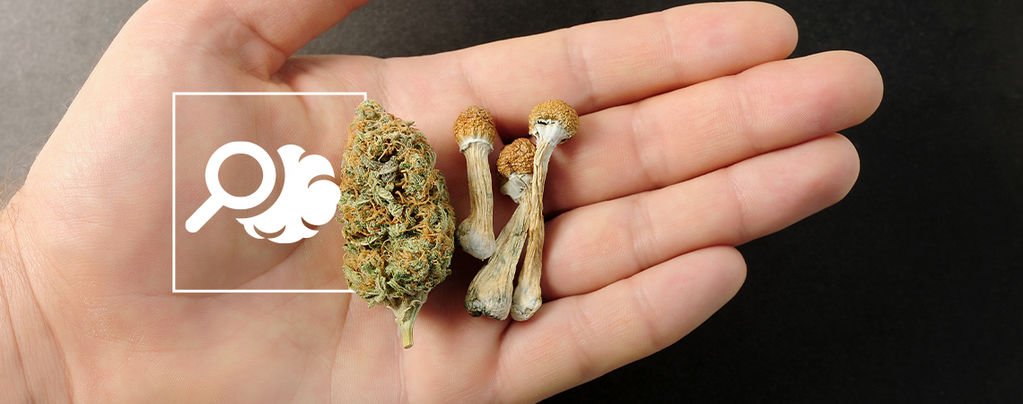 Everything You Need To Know About Microdosing Psychedelics And Cannabis