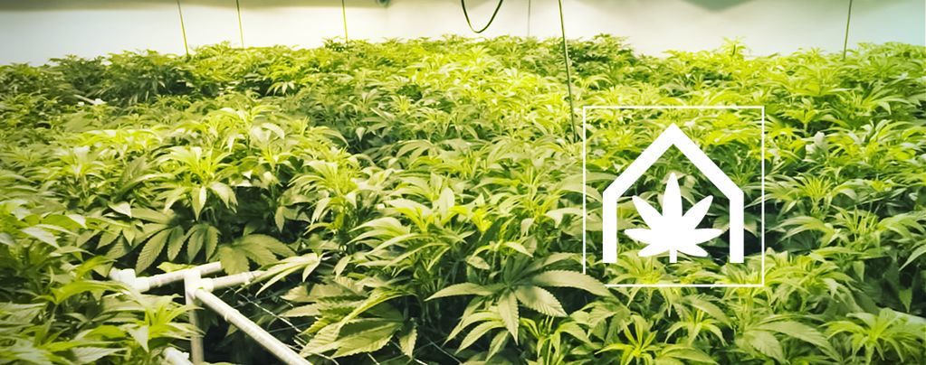 How To Create And Maintain The Ultimate Cannabis Grow Space