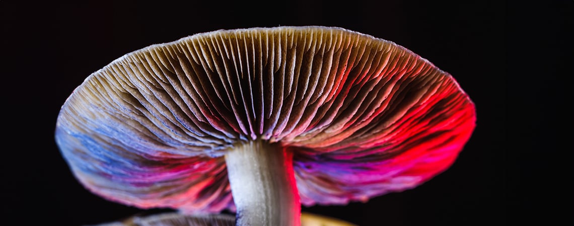 Everything About Psilocybe Cubensis