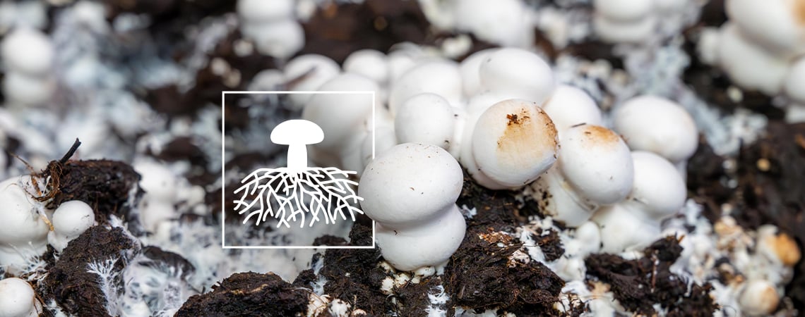 Mycelium: The Key To A Sustainable Future?