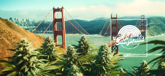 Best Cannabis Strains To Grow In California