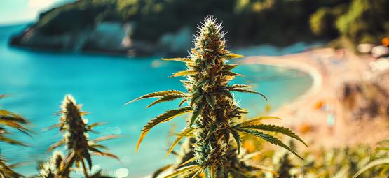 Growing Cannabis By The Sea