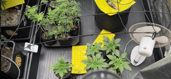 Complete guide to cannabis grow tents