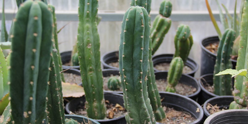 What is the San Pedro cactus?