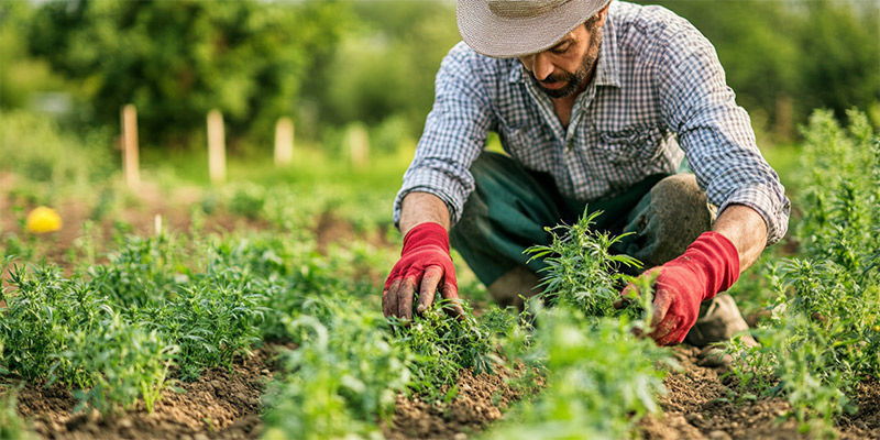 Permaculture