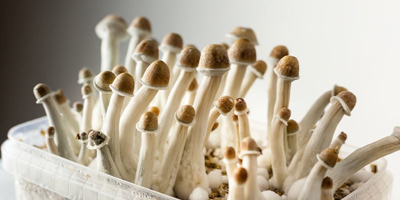 What Is A Mushroom Grow Kit?