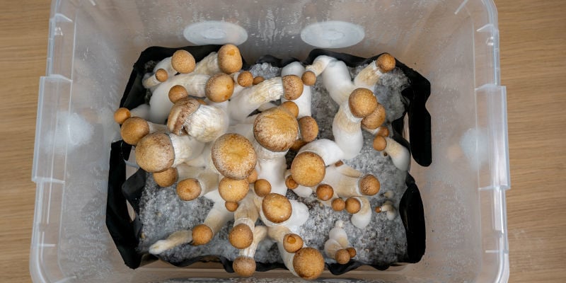 Why Use Monotub Tek To Grow Magic Mushrooms?