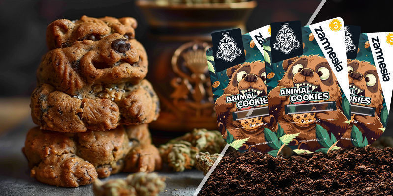 Animal Cookies