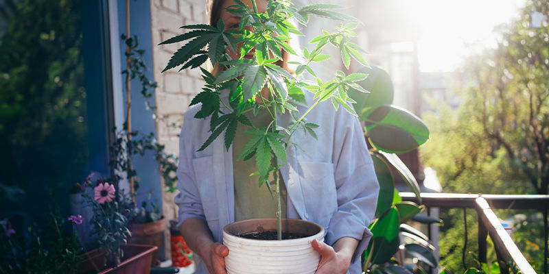 Grow At Home: Cannabis Made Easy