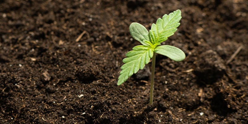 Cultivating Space Cannabis