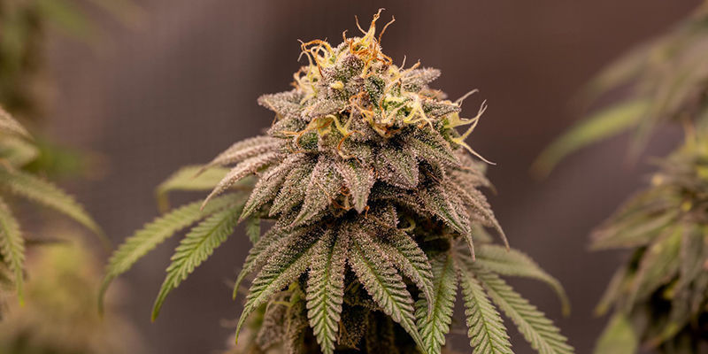 Best Strains To Grow In California