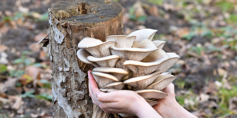 Most Popular Mushroom Varieties