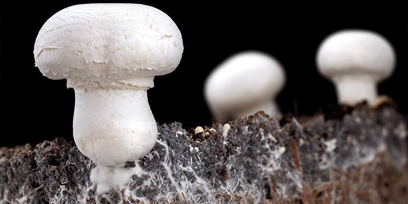 Distinguishing mycelium from mushrooms