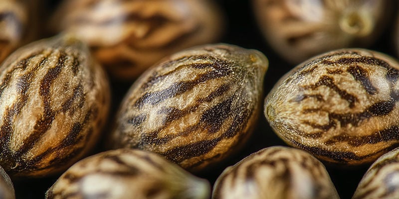 High-quality Seeds Should Have Tiger Stripes