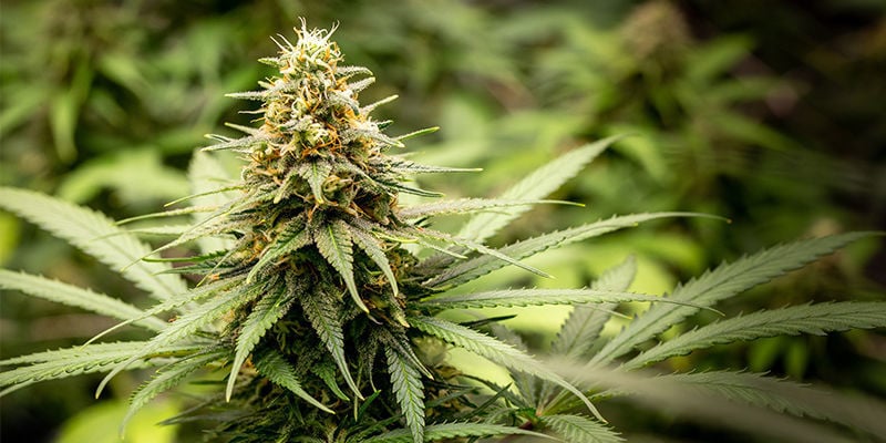 Mary Jane: The best strains for the big day