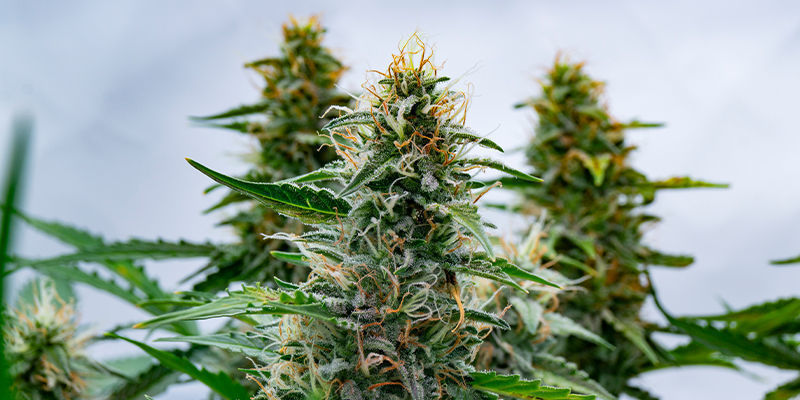 Top 10 Cannabis Strains To Grow In Nevada