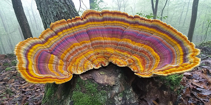 Turkey Tail