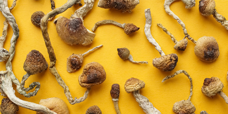 Myth: All Magic Mushrooms Are The Same