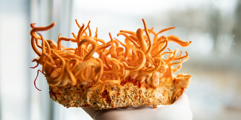 Can You Grow Cordyceps Mushrooms At Home?