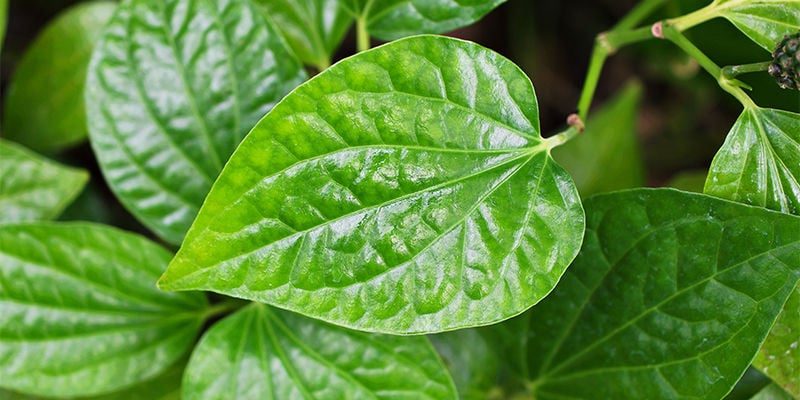 Kratom tea vs kava