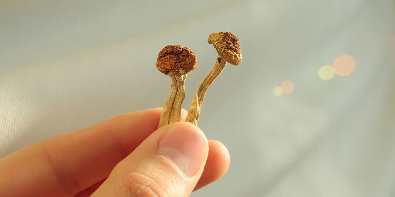 What is the difference between psilocybin and psilocin?