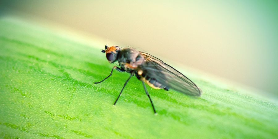 Pesky Bugs & Insects - Zamnesia USA
