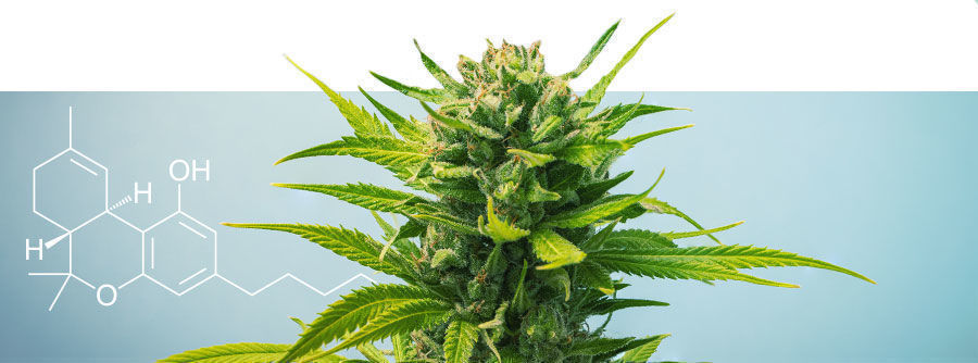 High THC strains Biggest Assortment - Zamnesia USA