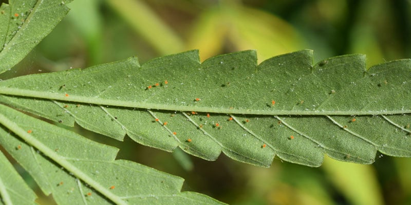 What Are Spider Mites?