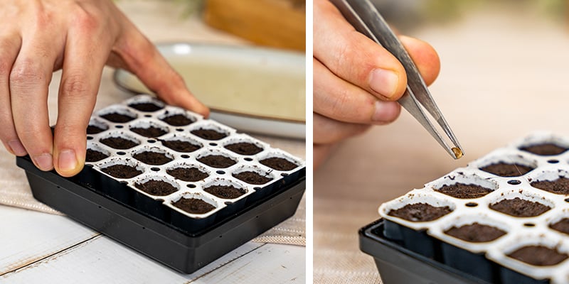 1. Germinating cannabis seeds with a germination kit