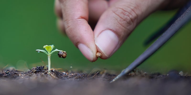 How to germinate old cannabis seeds