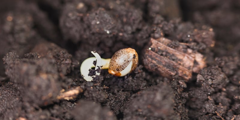 The best ways to germinate cannabis seeds