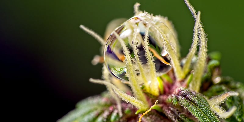 Watering During The Flowering Phase