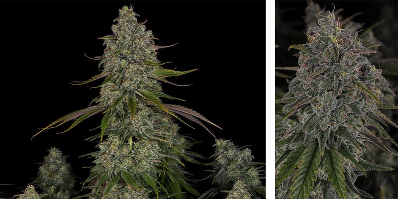 Strawberry Cough - Zamnesia Seeds