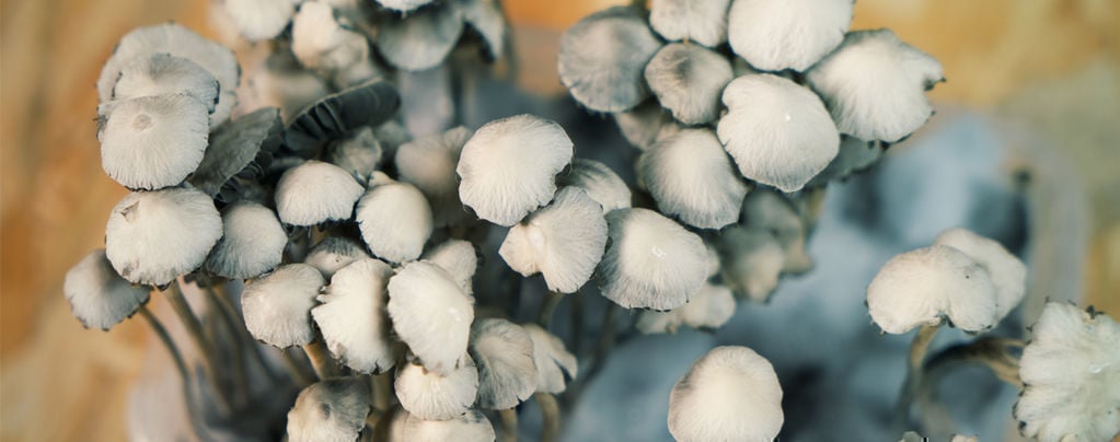 What Is Panaeolus Cyanescens?
