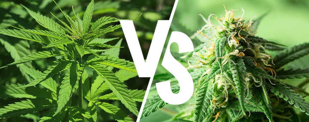 Indica VS Sativa: Does It Still Matter In 2025?