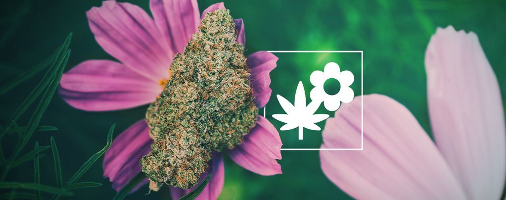 How To Grow Better Cannabis With Companion Plants