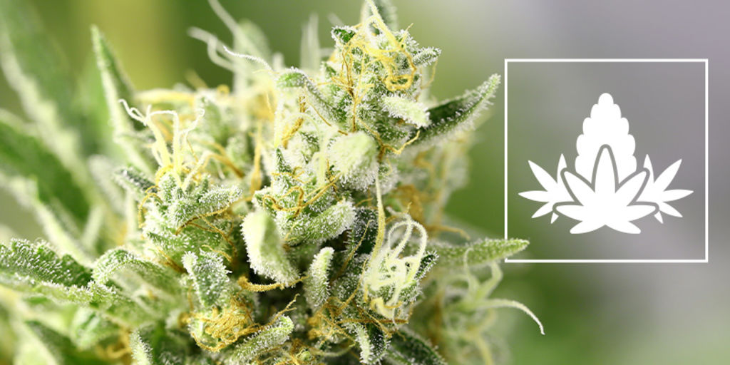 The Flowering Phase Of Cannabis Cultivation