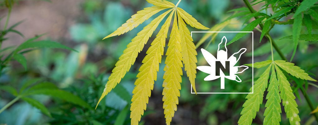 Nitrogen Deficiency In Cannabis Plants