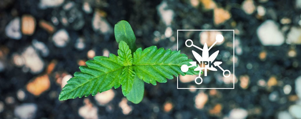 5 Key Factors Influencing Cannabis Nutrient Availability