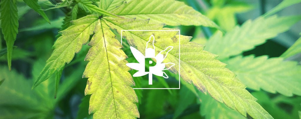 Phosphorus Deficiency In Cannabis Plants