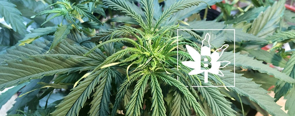 Boron Deficiency In Cannabis Plants