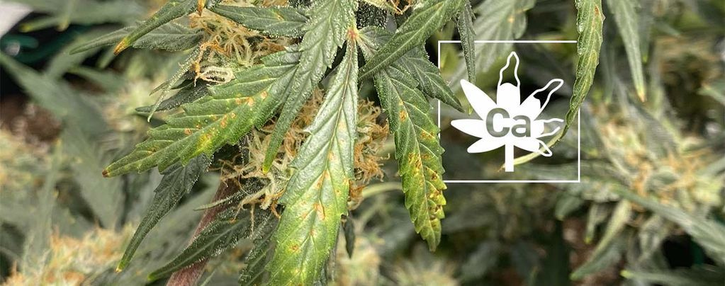 Calcium Deficiency In Cannabis Plants