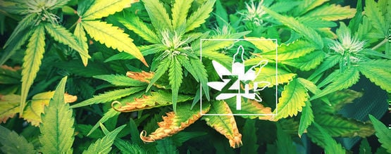 Zinc Deficiency In Cannabis Plants