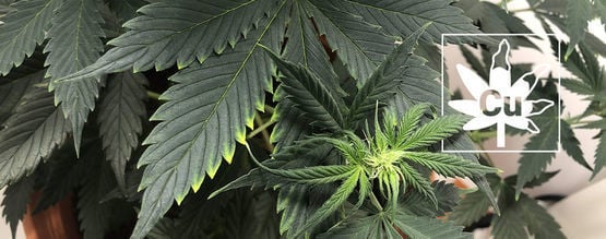 Copper Deficiency In Cannabis Plants
