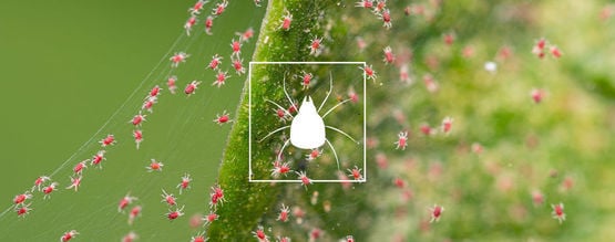 How To Get Rid Of Spider Mites On Cannabis Plants